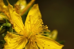 Hypericum perforatum