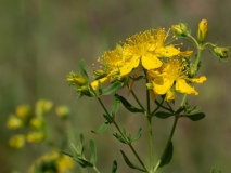 Hypericum perforatum