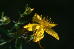 Hypericum perforatum