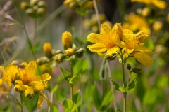 Hypericum richeri