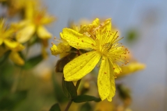 Hypericum richeri