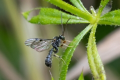 Ichneumonidae (May 2025, 813 m asl, Abruzzo, Italy)
