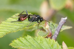 Ichneumonidae (May 2017, 1097 m asl, Abruzzo, Italy)