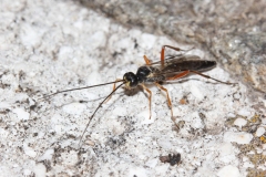 Ichneumonidae (April 2017, 1040 m asl, Abruzzo, Italy)