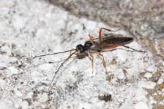 Ichneumonidae