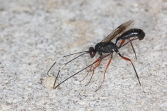 Ichneumonidae (May 2017, 1066 m asl, Abruzzo, Italy)