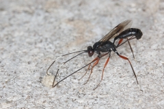 Ichneumonidae
