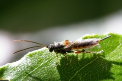 Ichneumonidae (May 2007, 10 m asl, Lazio, Italy)