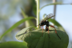Pimpla rufipes