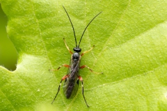 Pimpla sp