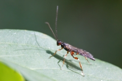 Xorides praecatorius