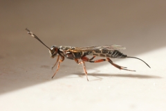 Xorides praecatorius