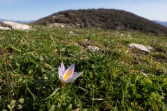Crocus biflorus