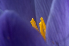 Crocus neapolitanus