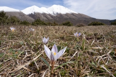 Crocus variegatus
