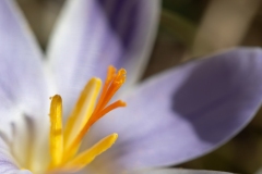 Crocus variegatus