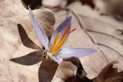 Crocus variegatus