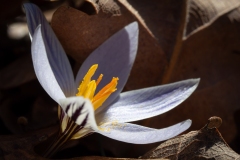Crocus variegatus