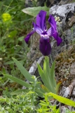 Iris bicapitata