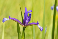 Iris lorea