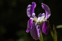 Iris marsica