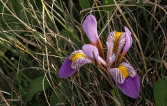 Iris unguicularis cretensis