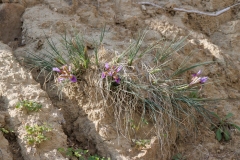 Iris unguicularis cretensis