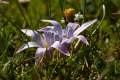 Romulea ligustica