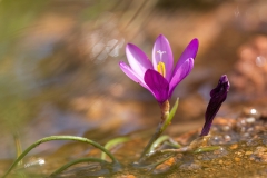 Romulea requienii