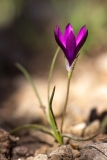 Romulea requienii