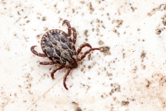 Dermacentor marginatus