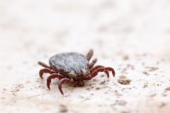 Dermacentor marginatus