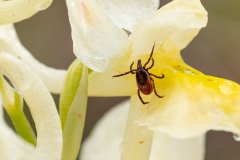 Ixodes ricinus