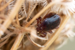 Ixodes ricinus