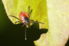 Ixodes ricinus