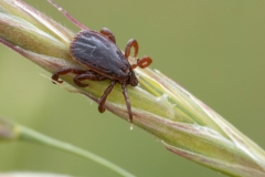 Rhipicephalus sp
