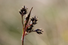 Luzula campestris