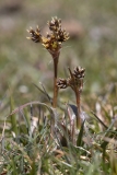 Luzula campestris