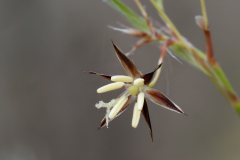 Luzula forsteri