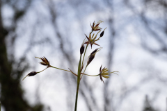 Luzula forsteri