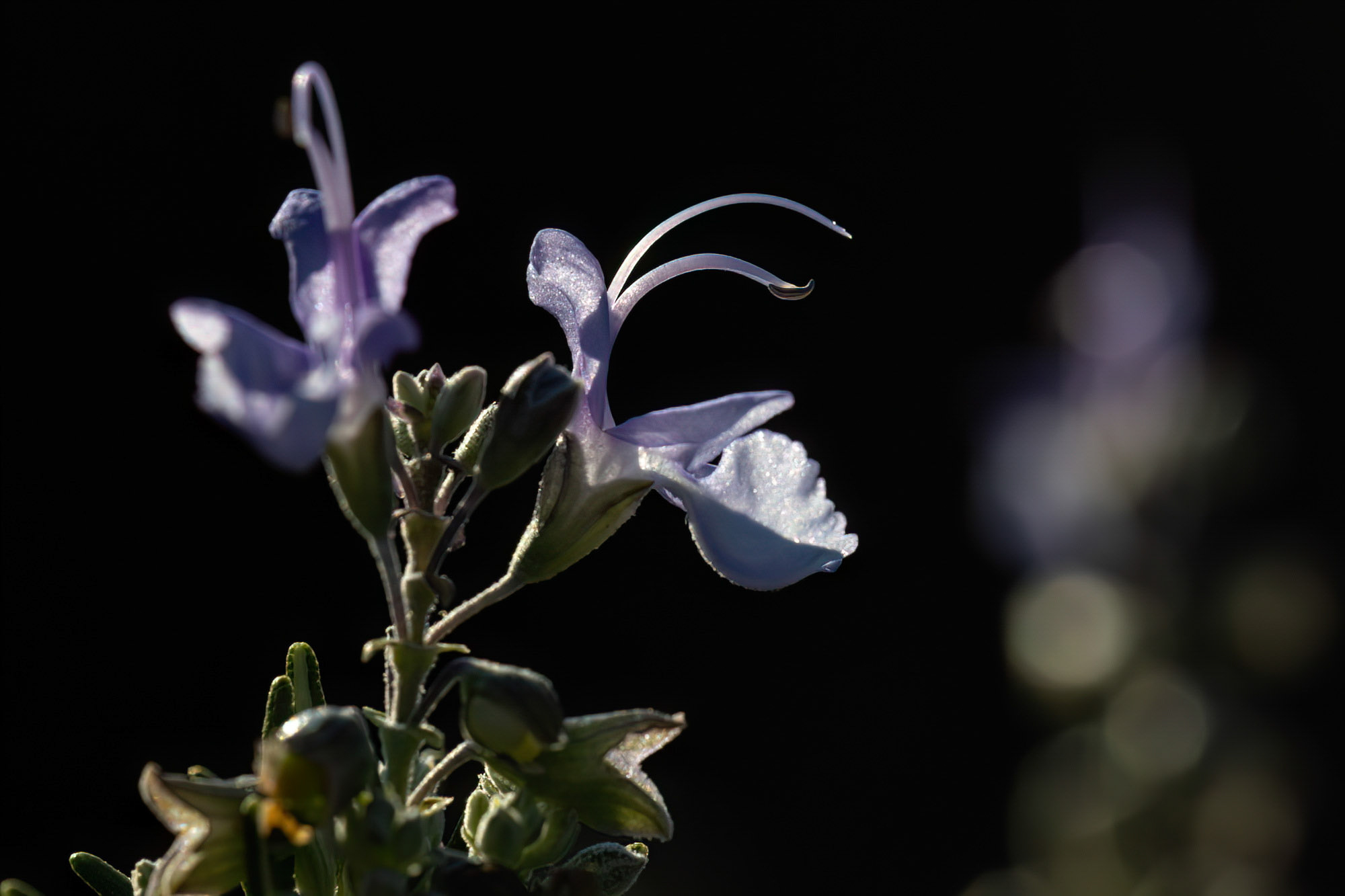 Salvia rosmarinus