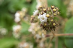 Bystropogon canariensis
