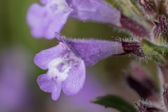 Clinopodium alpinum