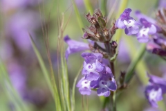 Clinopodium alpinum