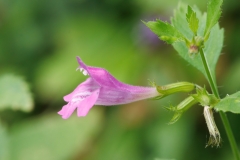 Clinopodium grandiflorum