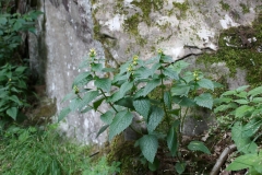 Lamium galeobdolon