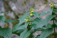 Lamium galeobdolon