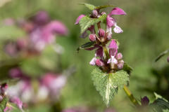 Lamium maculatum