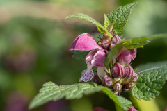 Lamium maculatum