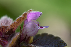 Lamium purpureum